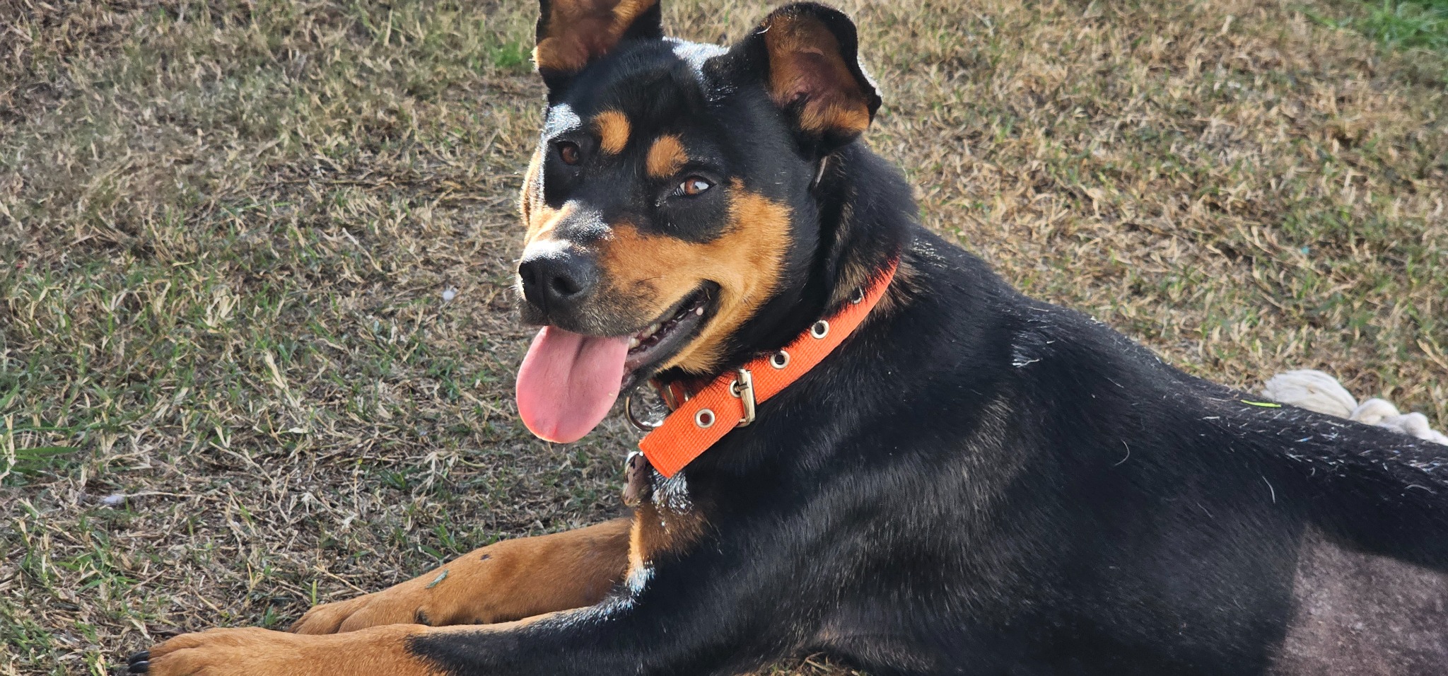 Cora