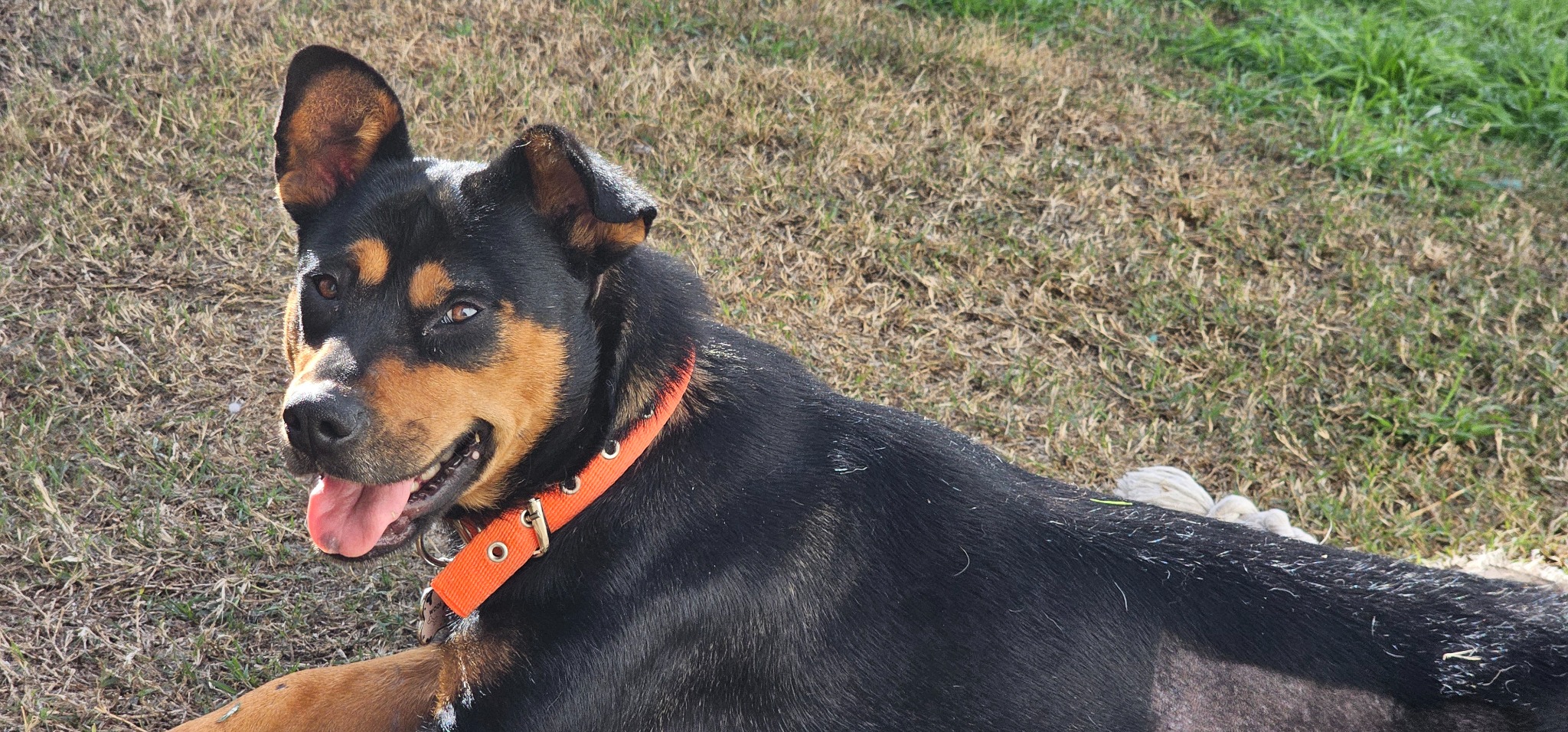 Cora